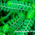 Health Benefits of Chanca Piedra Gale of the Wind