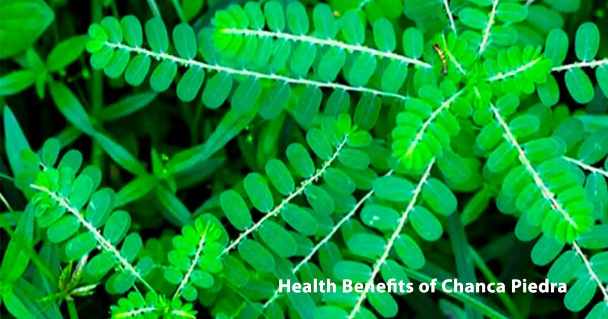 Health Benefits of Chanca Piedra Gale of the Wind
