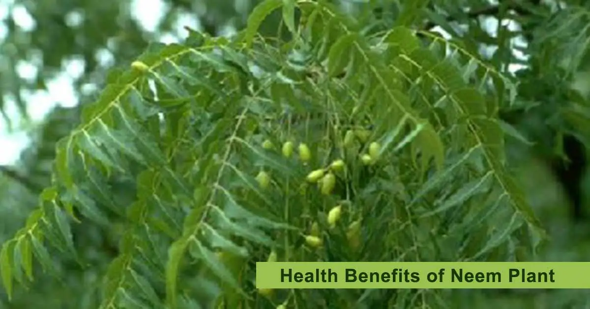 health benefits of neem plant