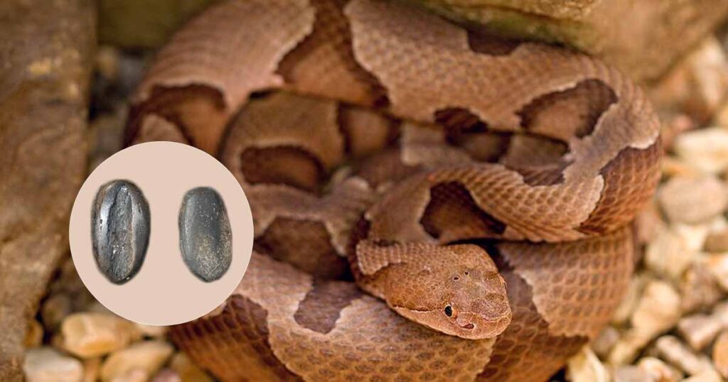 How Effective is Snake Stone (Black Stone)?