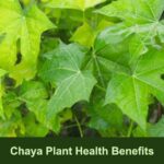 chaya tree spinach Cnidoscolus aconitifolius health benefits