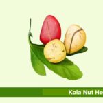 kola nut health benefits