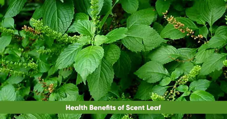 Health Benefits of Scent Leaf Ocimum gratissimum)