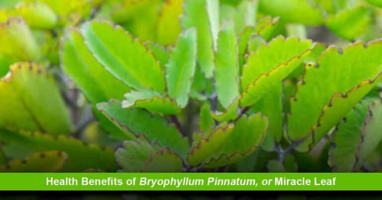 Health Benefits of Bryophyllum Pinnatum, or Miracle Leaf
