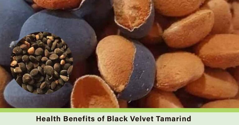 Health Benefits of Black Velvet Tamarind, Dialium guineense, icheku