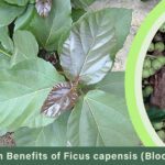 Health Benefits of Ficus capensis Akpuru Leaf Blood Leaf