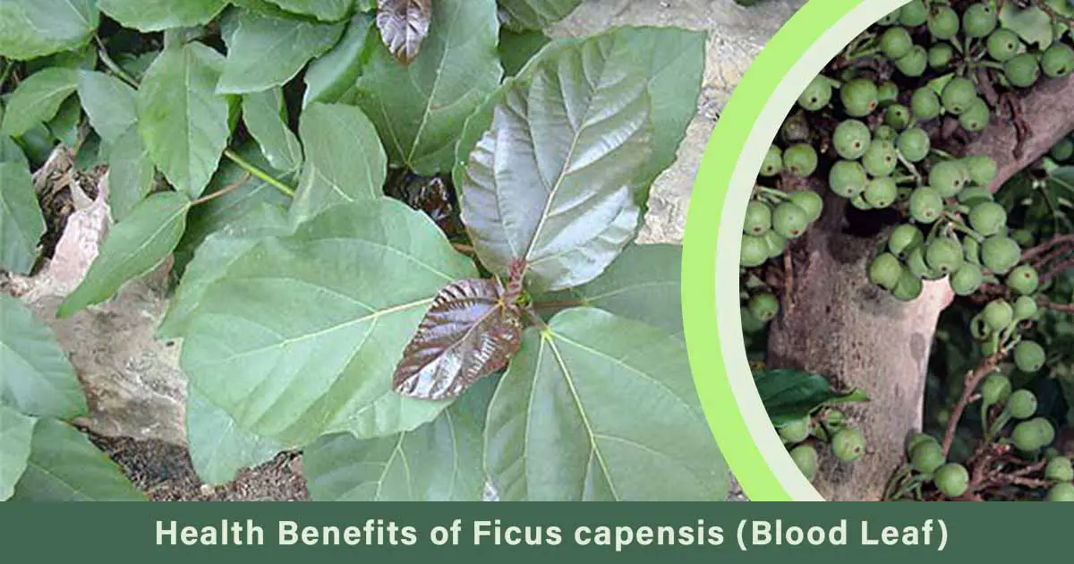 Health Benefits of Ficus capensis (Akpuru Leaf, Blood Leaf