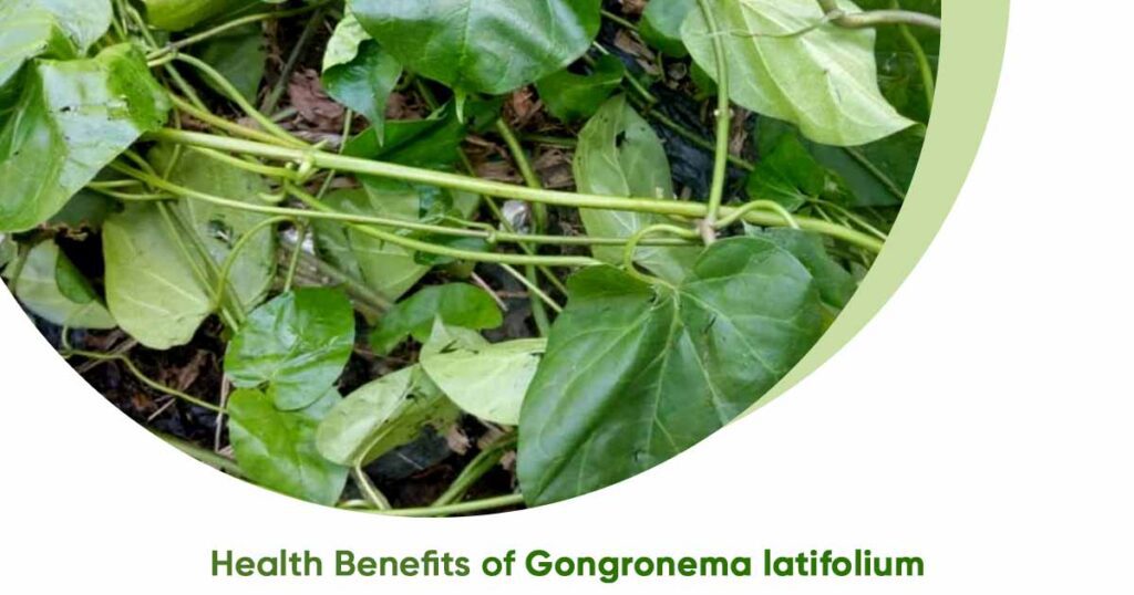 Major Health Benefits of Gongronema latifolium (Utazi)