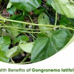 Health Benefits of Gongronema latifolium