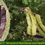 Aidan Fruit T. Tetraptera Nutritional and Health Benefits