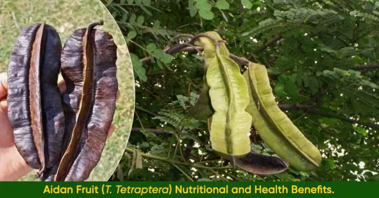 Aidan-Fruit-T.-Tetraptera-Nutritional-and-Health-Benefits