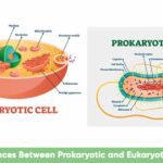 Clear Differences Between Prokaryotic and Eukaryotic Cells