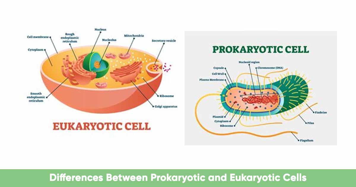 Differences Between Prokaryotic and Eukaryotic Cells
