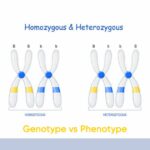 Differences between Genotype and Phenotype