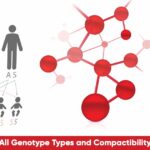 Genotype Types Blood Group and Compactibility