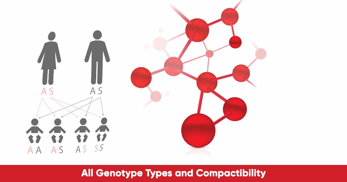 Types of Genotype, Blood Group and Compactibility