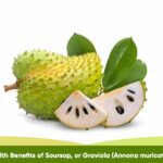 Health Benefits of Soursop or Graviola Annona muricata L