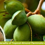 Health Benefits of Tropical Almond Terminalia catappa