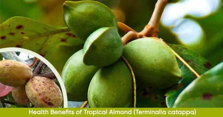 Health Benefits of Tropical Almond (Terminalia catappa)