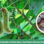 Health Benefits of Velvet Bean Devil Beans Mucuna Pruriens