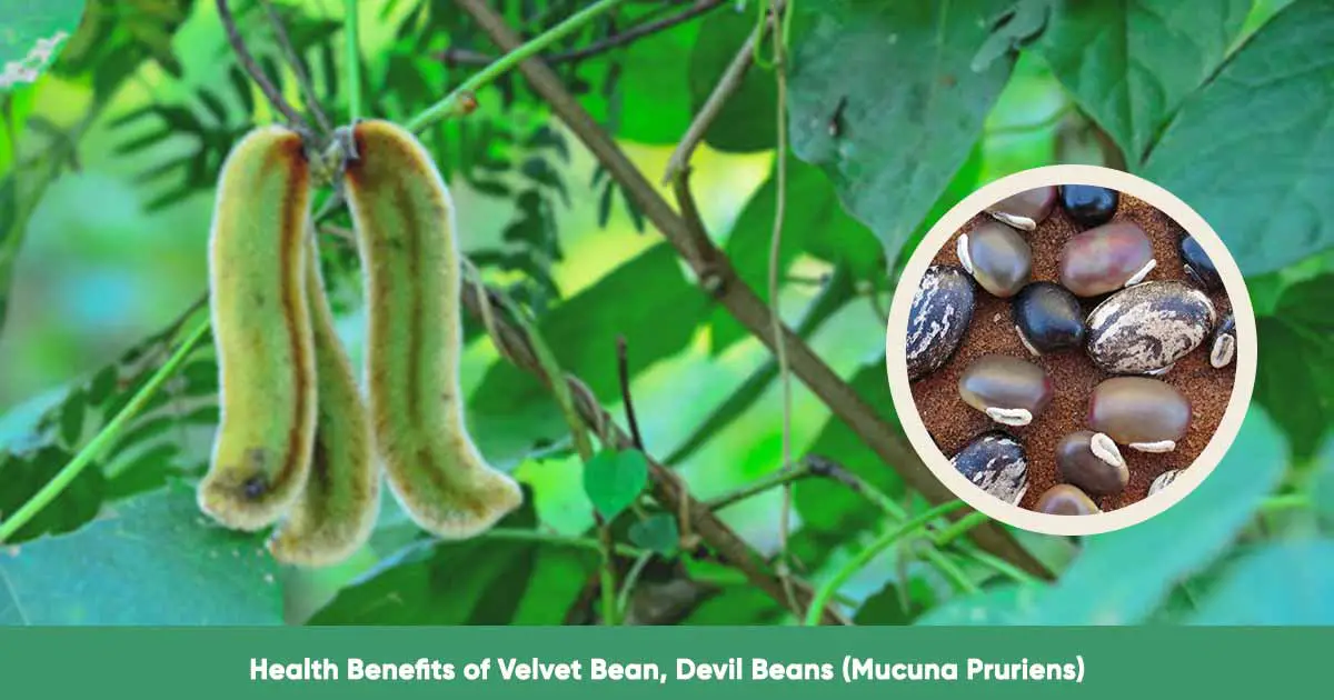 Health Benefits of Velvet Bean, Devil Beans (Mucuna Pruriens)