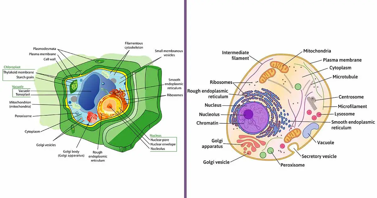 Plant and Animal Cells – Major Similarities and Differences