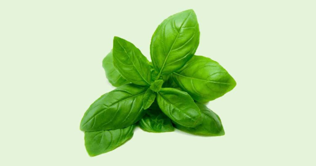 Basil Plant (Ocimum basilicum) Important Health, Nutritional Benefits