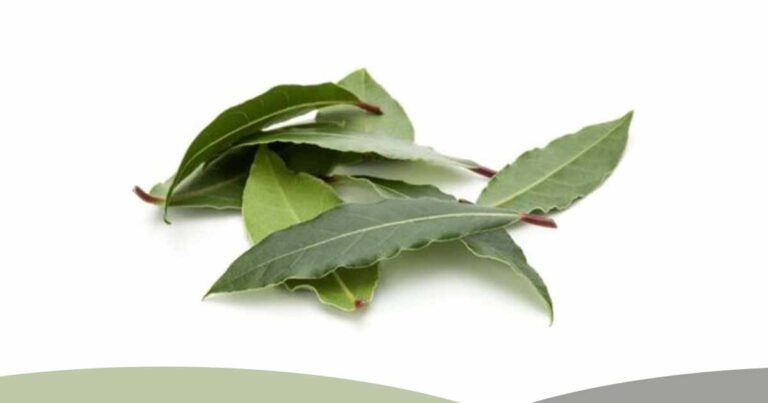 Bay Leaf Laurus nobilis health nutritional benefits