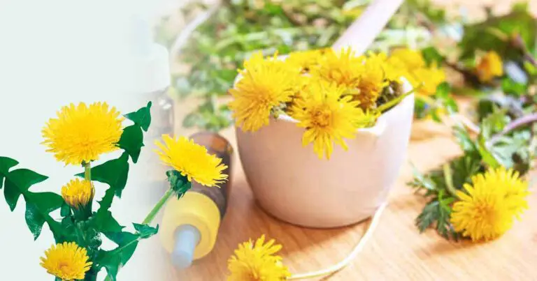 Dandelion Plant, Leaf, Root (Taraxacum officinale) lion's tooth Health Benefits, Side Effects