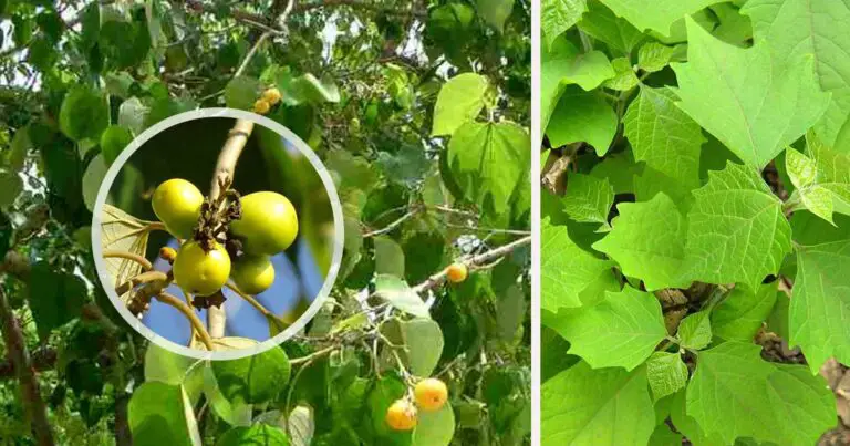 Gmelina arborea (Gmelina) Important Health Benefits