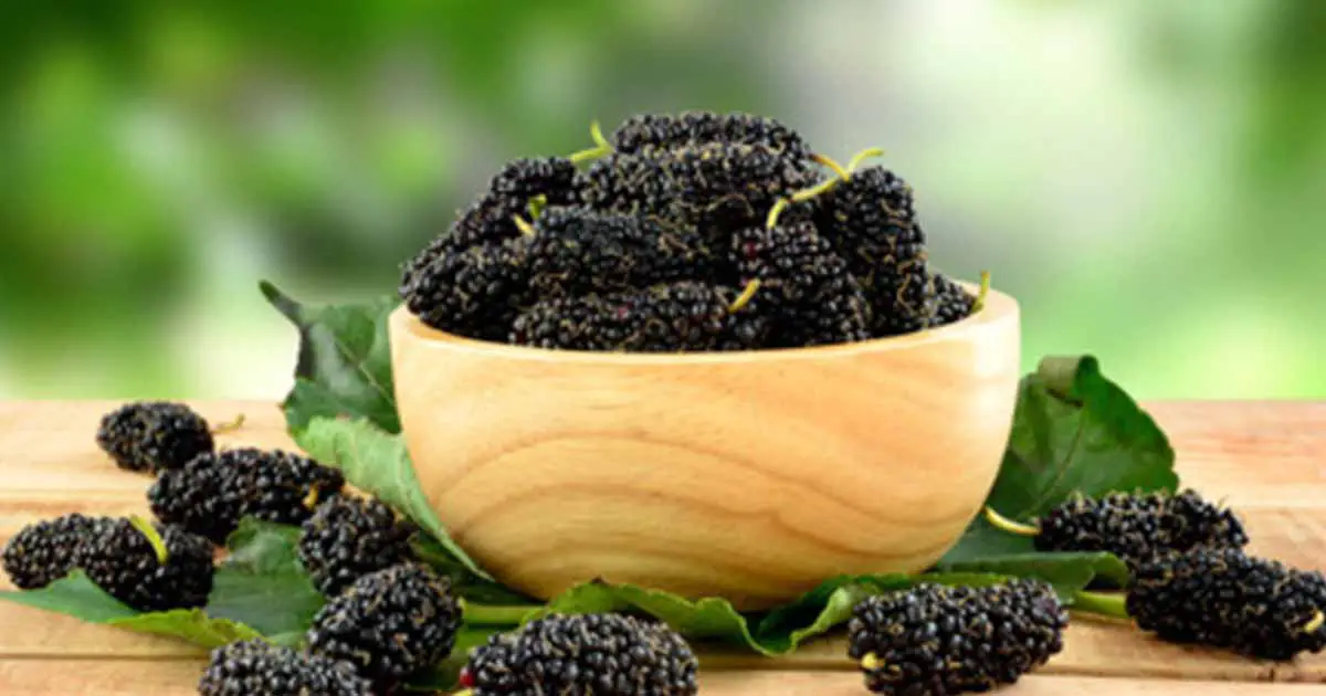 Health Benefits of Black Mulberry (Morus nigra)