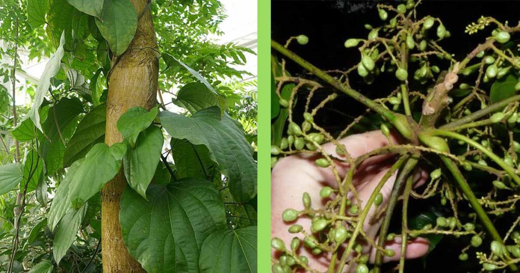 Lannea welwitschii Important Health Benefits, Side Effects