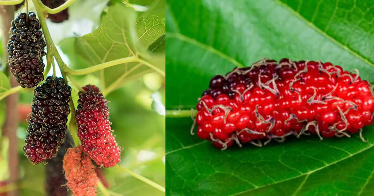 Red mulberry (Morus rubra): Important Health Benefits, and Side Effects