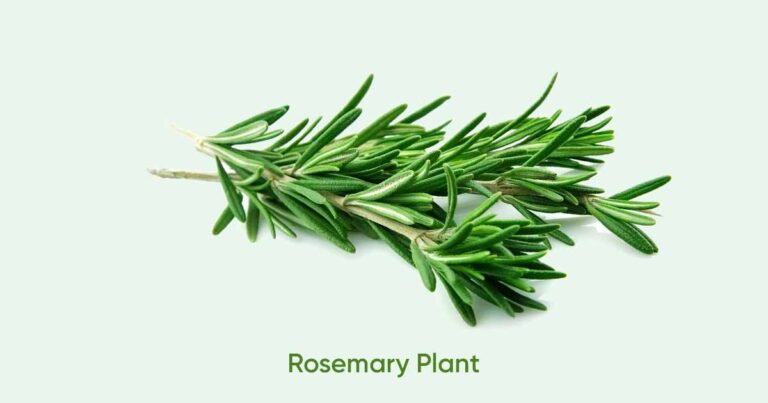 Rosemary Plant (Rosmarinus officinalis) health benefits, dosage, side effects