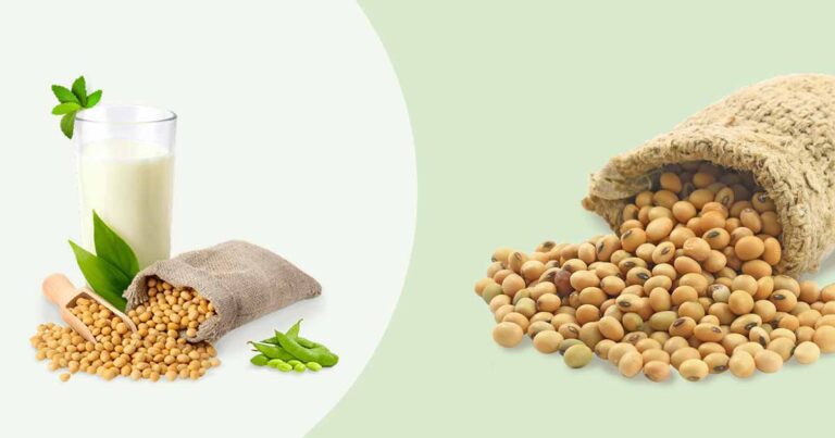 Soybean, soy bean, or soya bean nutritional and health benefits