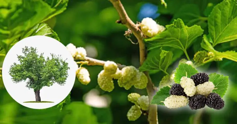 White mulberry (Morus alba) Major Health Benefits, Side Effects