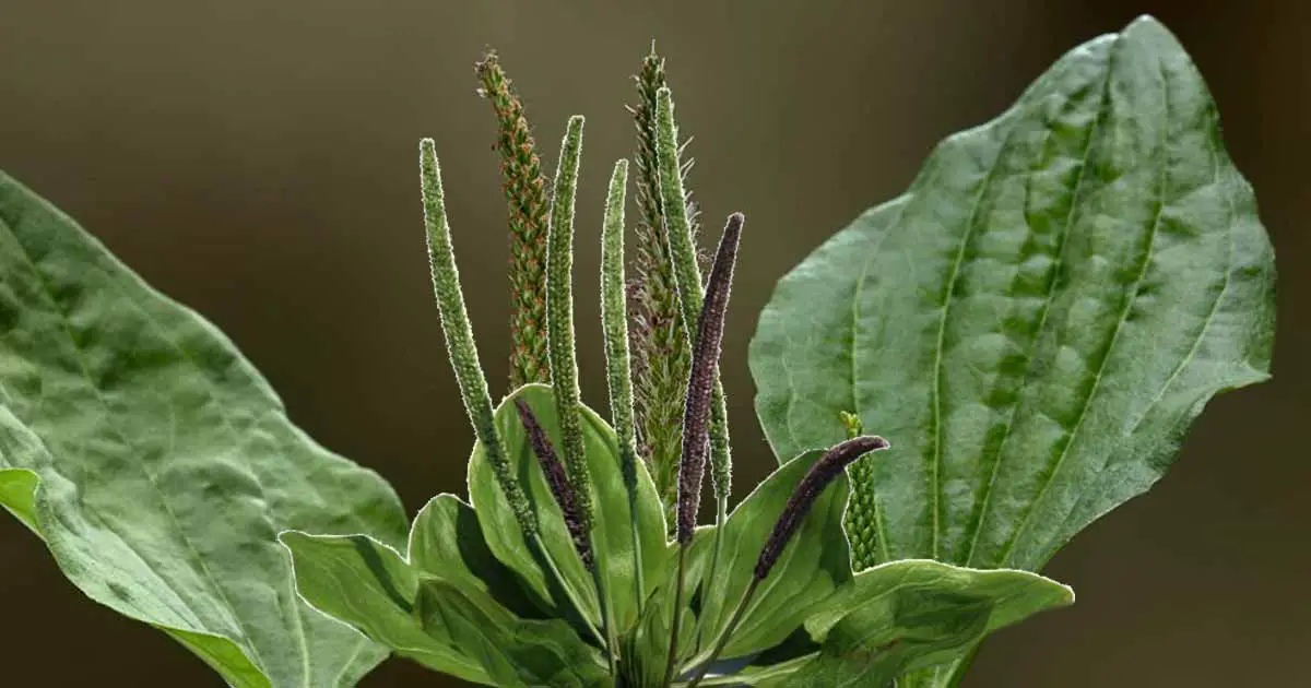 Broadleaf plantain (Plantago major): Important Health Benefits
