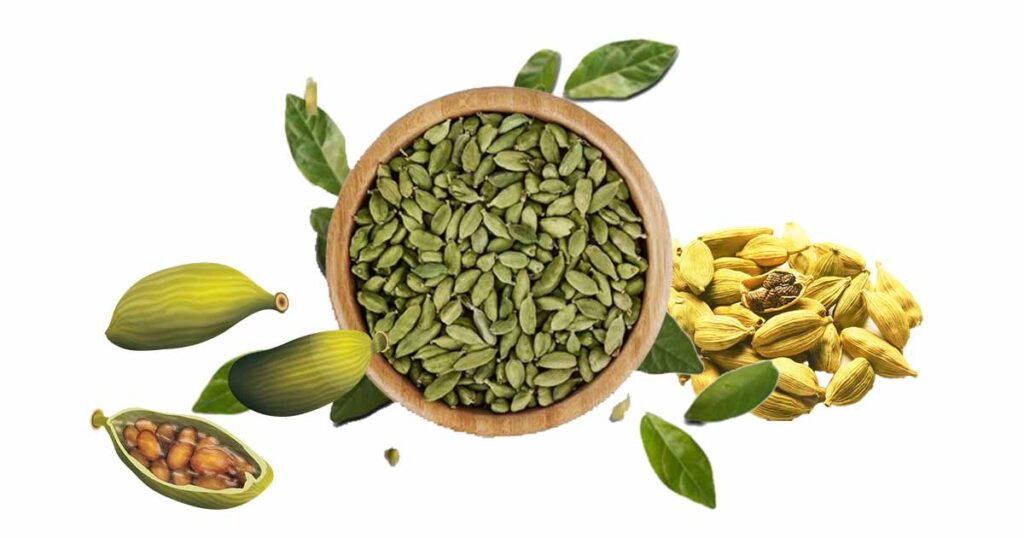 Cardomom (Elettaria cardamomum) Impressive Health Benefits of Cardamom