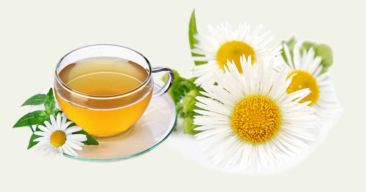 Chamomile Herb, Chamomile Tea Health Benefits, Preparations, Side Effects
