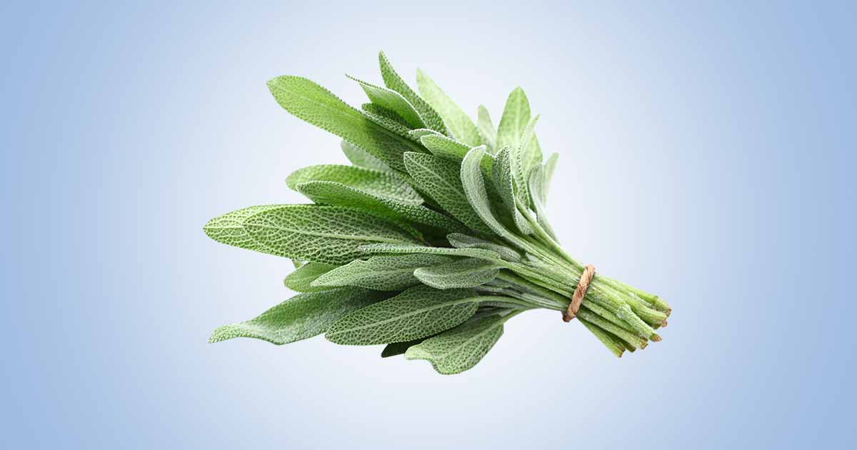 Health Benefits of Sage Plant (Salvia officinalis)