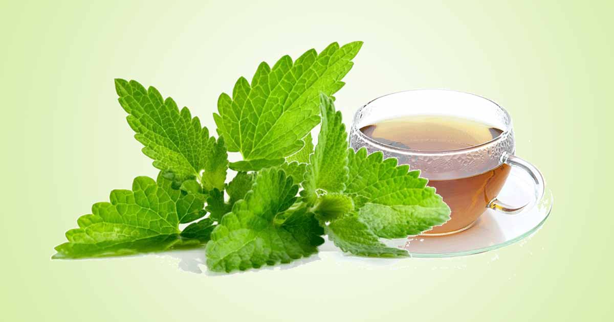 Peppermint(Mentha × piperita): Important Health Benefits of Peppermint Oil, Tea