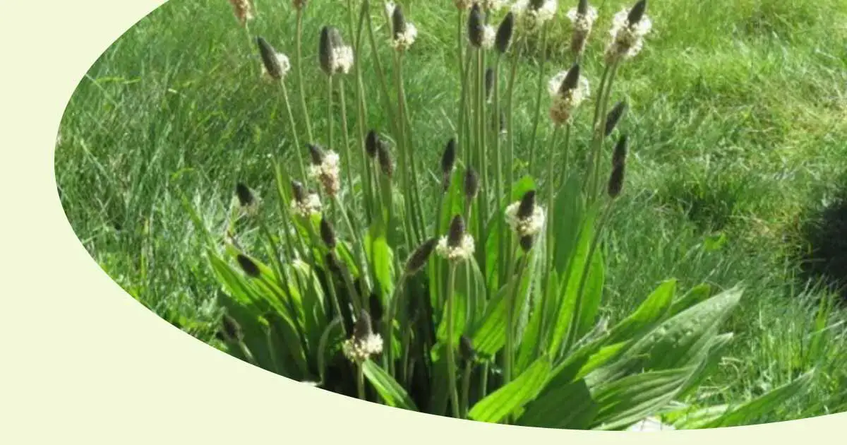 Ribwort Plantain Plantago lanceolata Medicinal Benefits