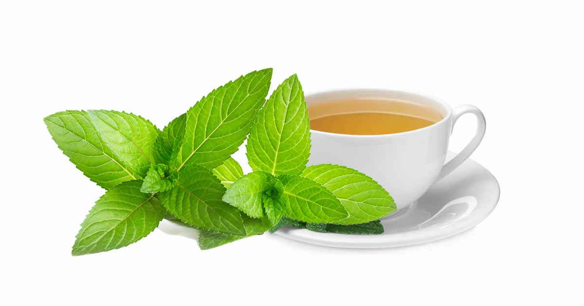 Spearmint Health Benefits of Spearmint Oil, Spearmint Tea