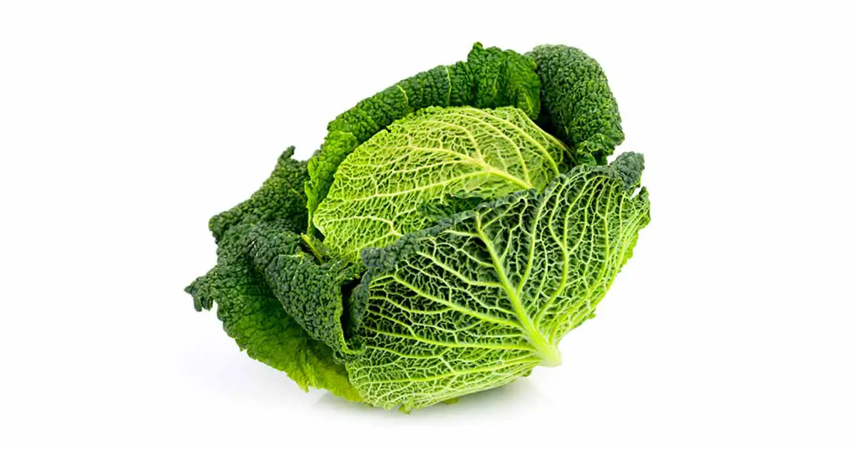 savoy cabbage health benefits