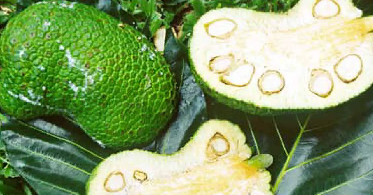 Benefits of Marianas breadfruit, or Seeded breadfruit (Artocarpus mariannensis)