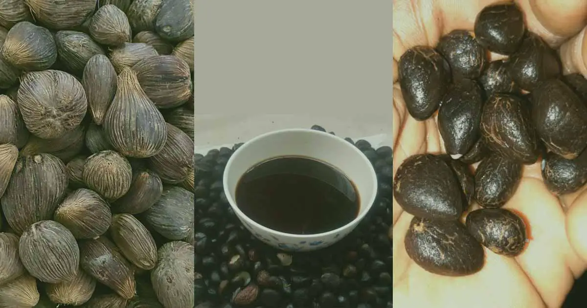 Benefits of Palm Kernel Oil and Palm Kernel or Nut