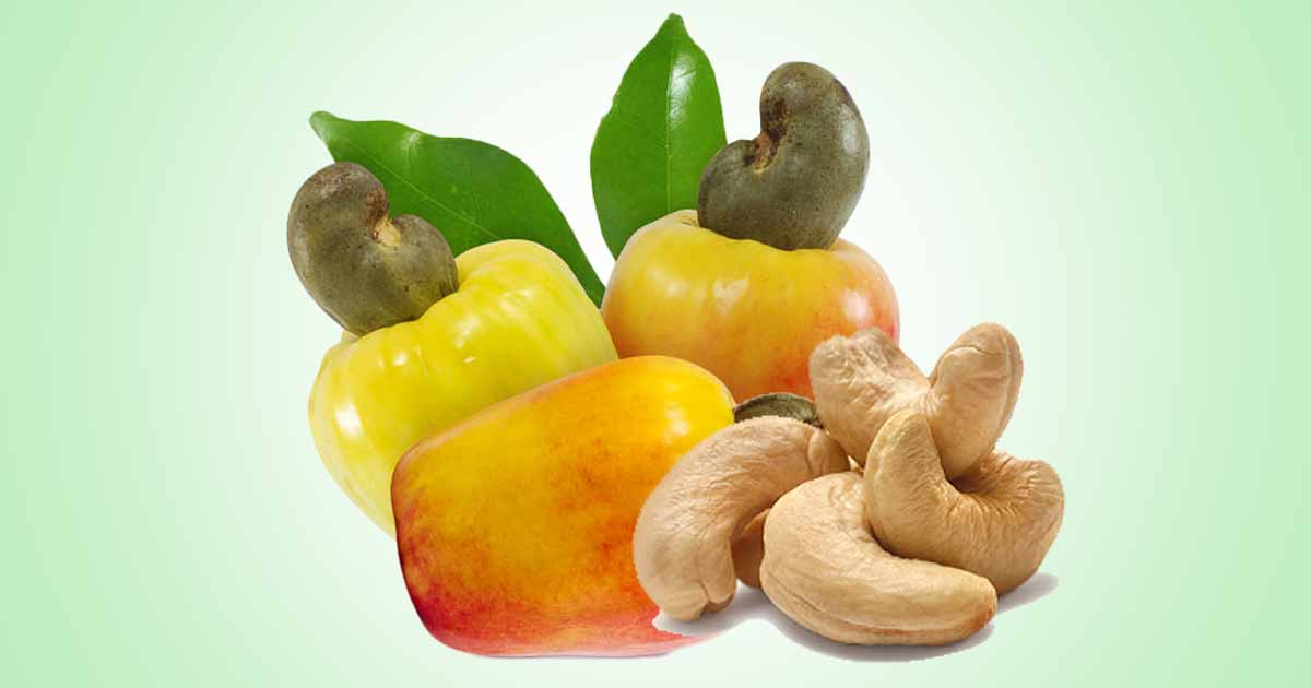 Cashew, Kaju (Anacardium occidentale) Health Benefits of Cashew Nut and Cashew Apple, Side Effects
