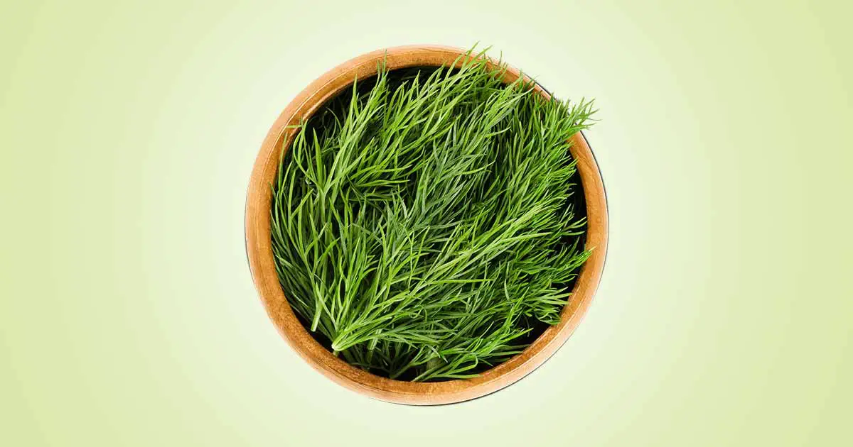 Dill (Anethum graveolens) Nutritional and Health Benefits