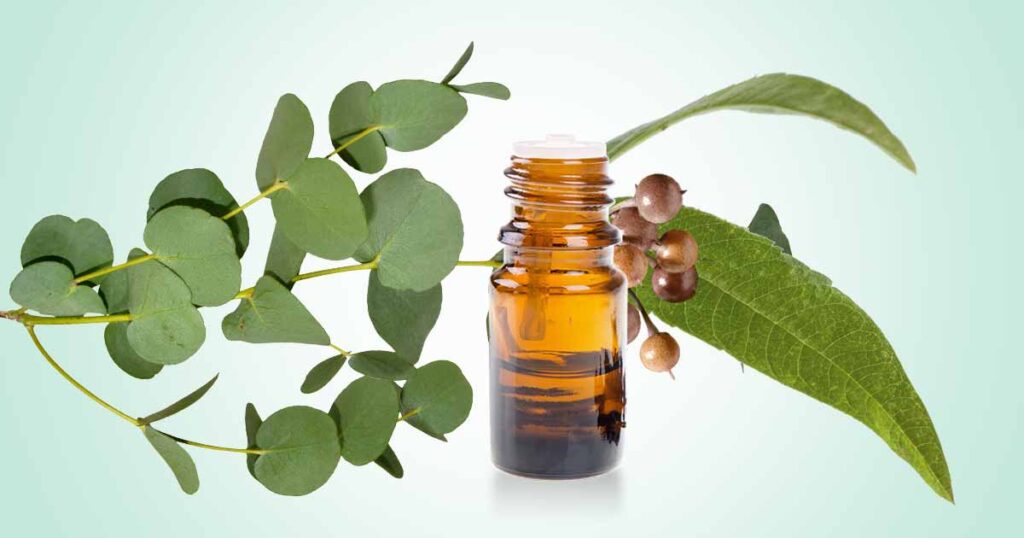 Eucalyptus Important Medicinal Benefits, Uses, Side Effects of