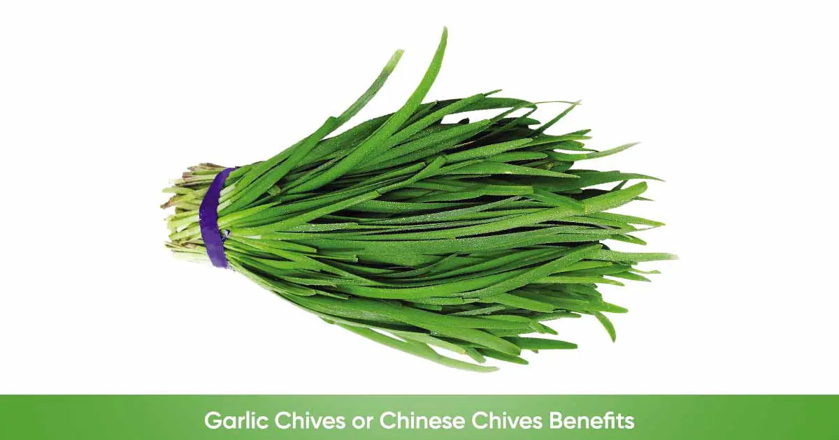 Garlic chives or Chinese Chives Allium tuberosum Nutrition Health Benefits